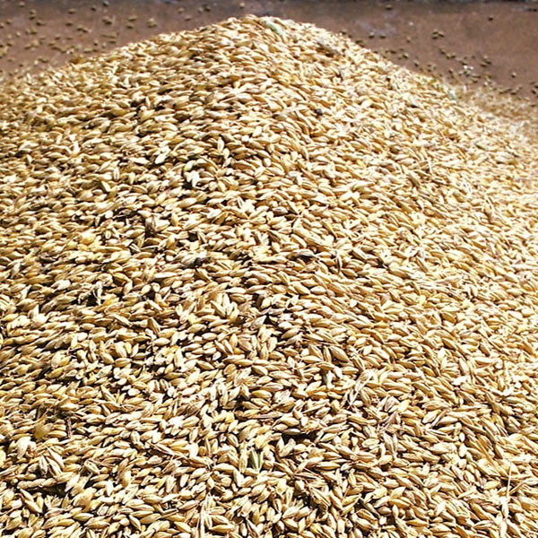خرید و واردات جو دامی